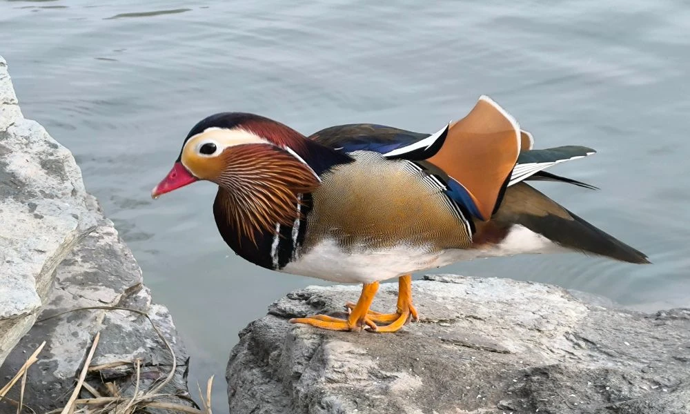 Aspecto del pato mandarín.