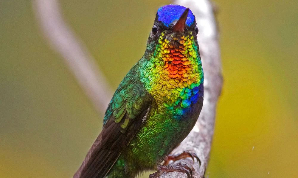 Aspecto del colibrí insigne.