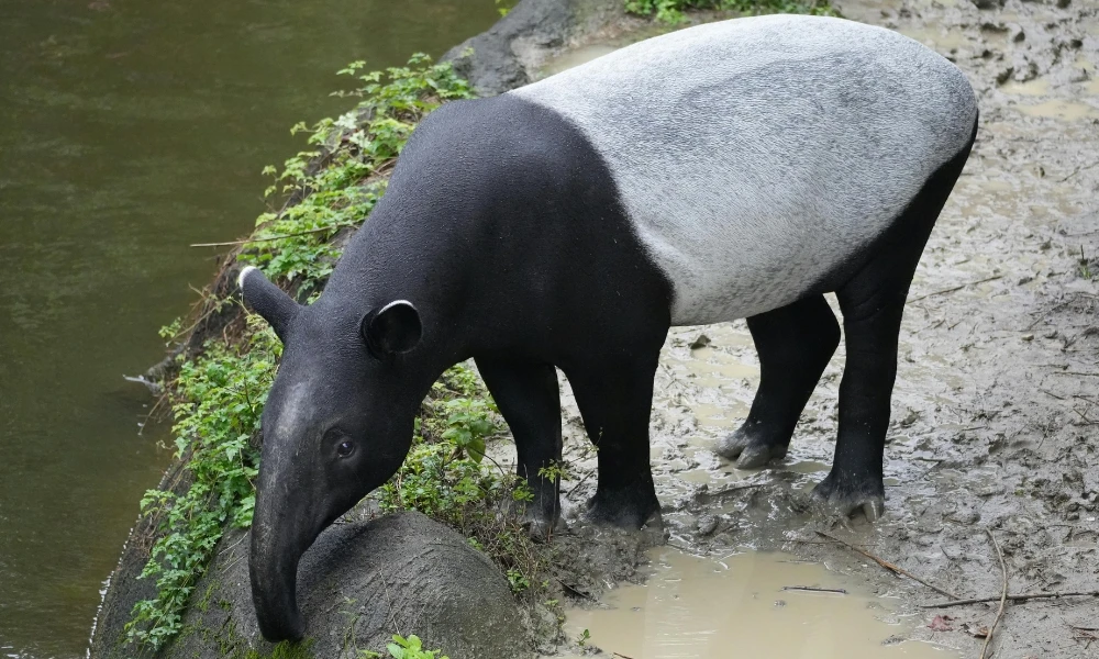 tapir de Asia
