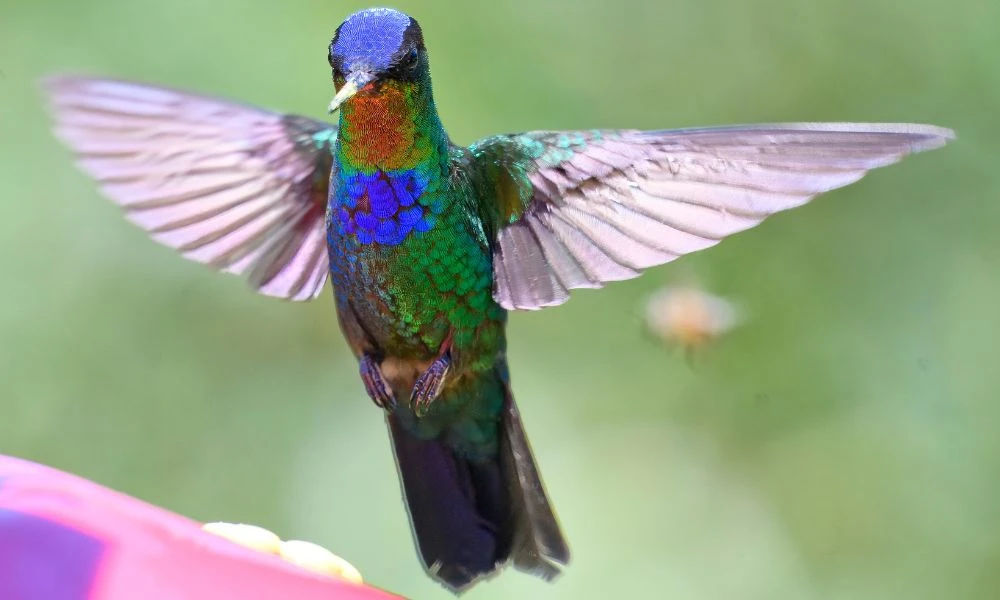 Un ejemplar en pleno vuelo.