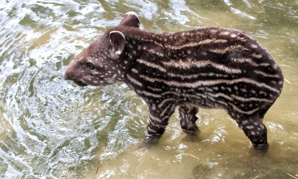 en qué parte de Sudamérica vive el tapir y qué animal es