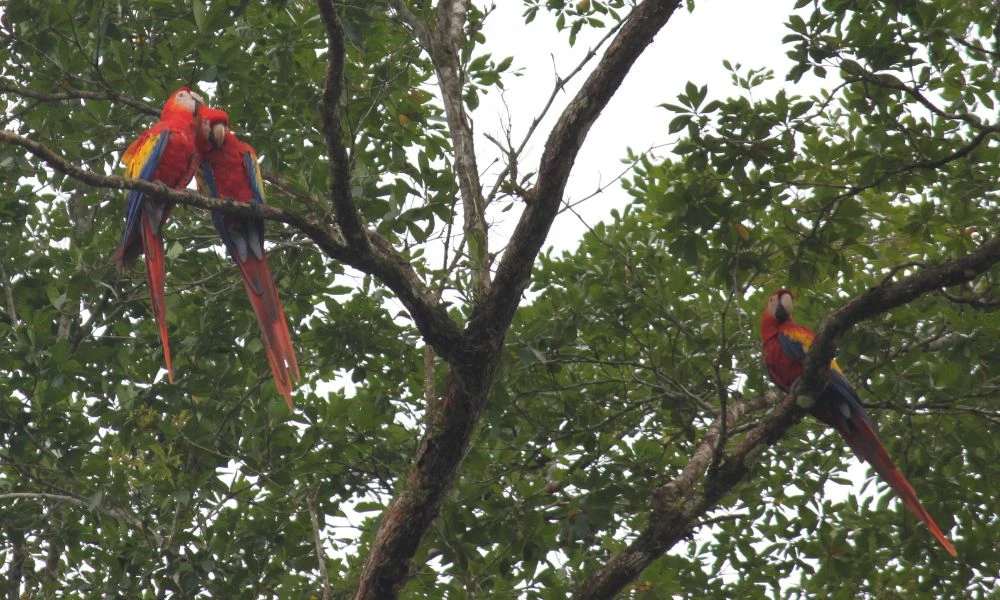Animales de la Reserva de la biosfera de Río Plátano.