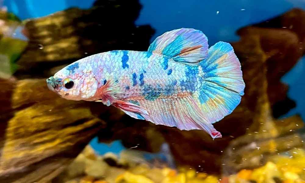 percepción del color