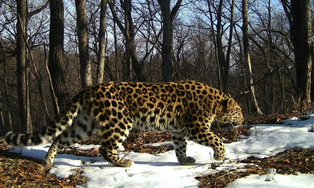 Aspecto del leopardo del Amur.