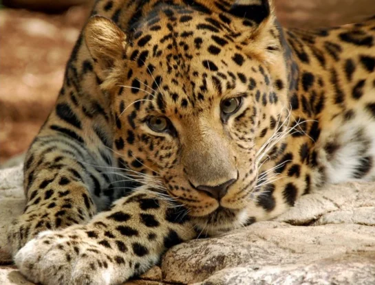 leopardo-del-amur