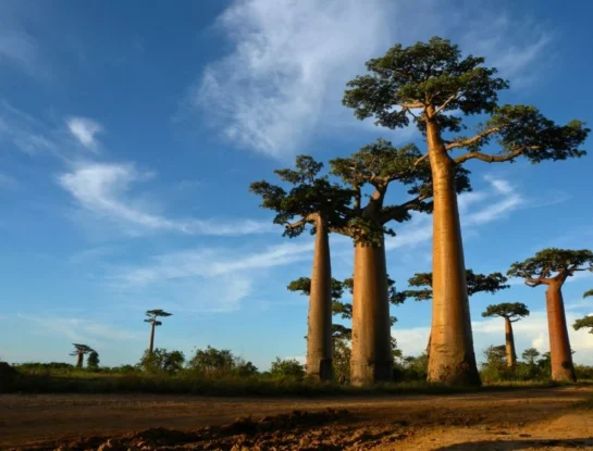 ¿Cuál es la isla más grande de África y qué superficie cubre?