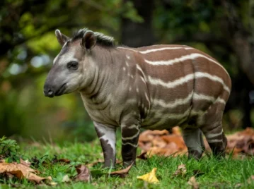 en qué parte de Sudamérica vive el tapir y qué animal es