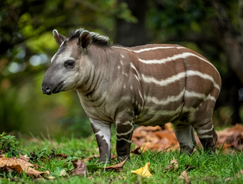 en qué parte de Sudamérica vive el tapir y qué animal es