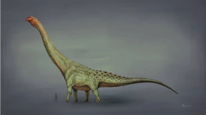 Patagotitan mayorum: el animal terrestre más grande de la historia fue un dinosaurio que vivió en Argentina