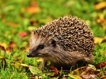Los erizos oyen ultrasonidos: cómo escuchan lo que nosotros no podemos