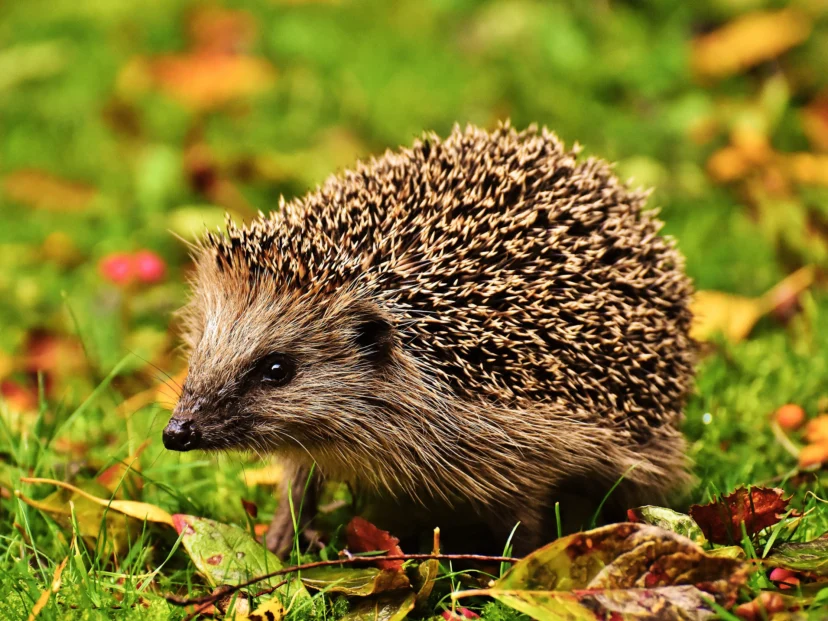 Los erizos oyen ultrasonidos: cómo escuchan lo que nosotros no podemos