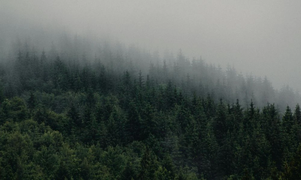 Niebla y naturaleza.