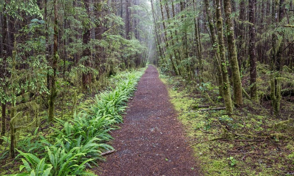 Aspecto del trazado.