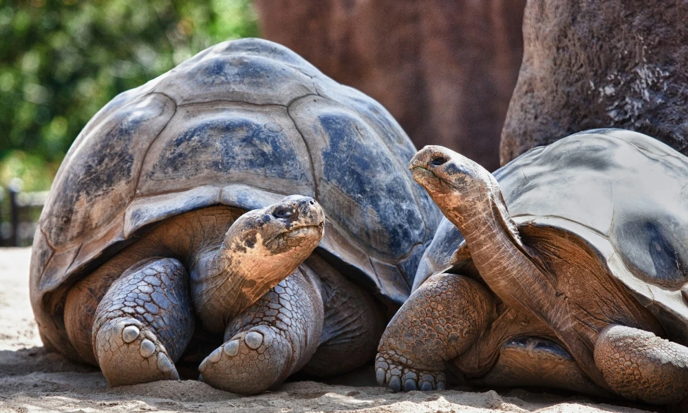 tortugas islas galápagos