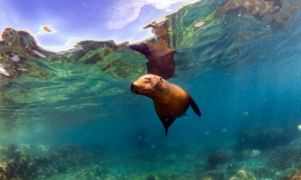 Galápagos: el archipiélago sudamericano que tiene un récord de especies endémicas