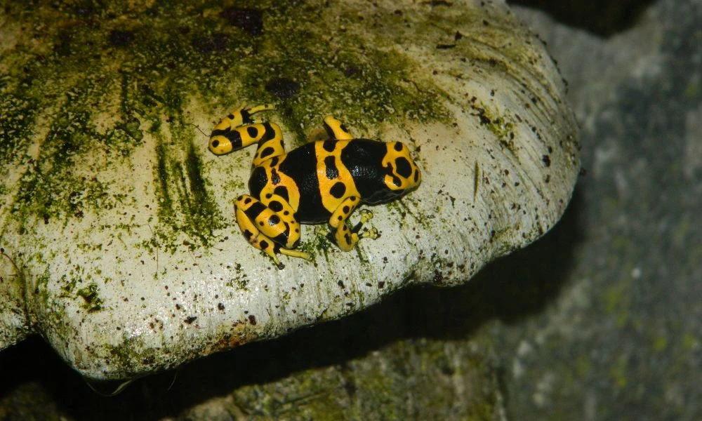 Aspecto de la rana venenosa abejorro.