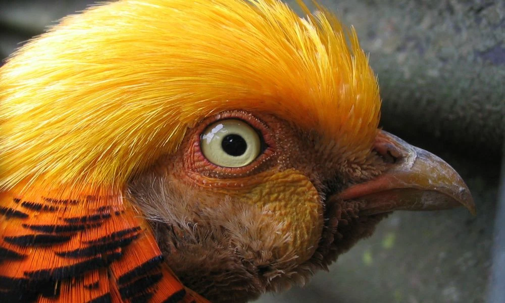 Detalles del animal.