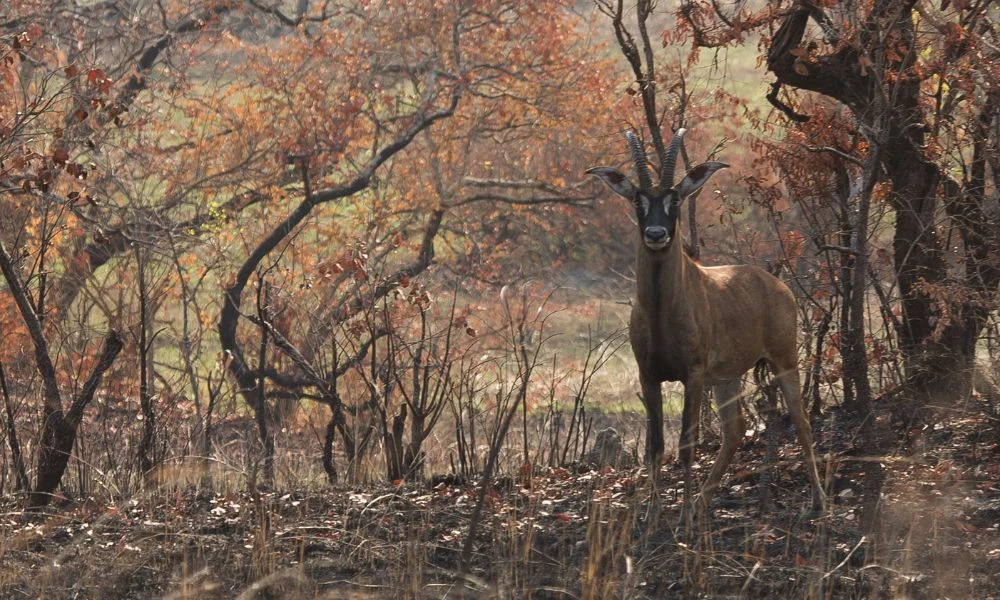 Animales del parque nacional del Comoé.