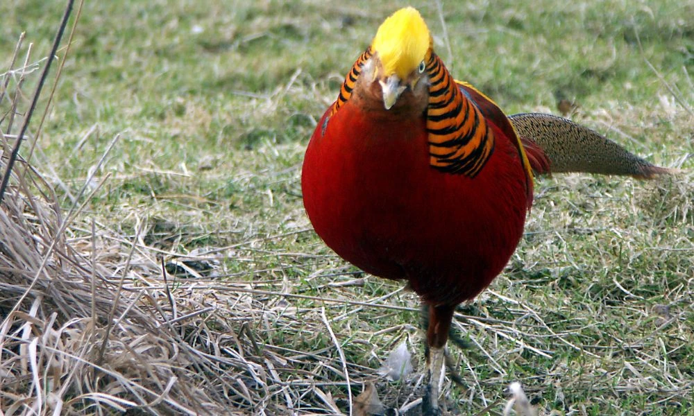 Aspecto del faisán dorado.