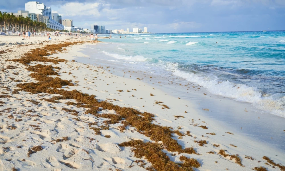 Mar de los Sargazos: por qué existe un mar que no toca ninguna costa
