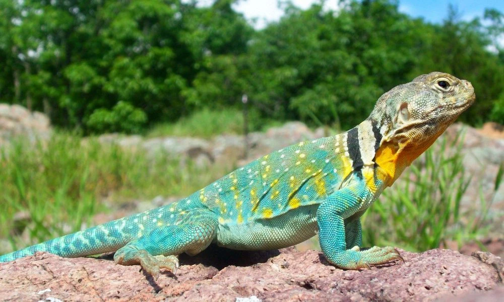 Aspecto del lagarto de collar.