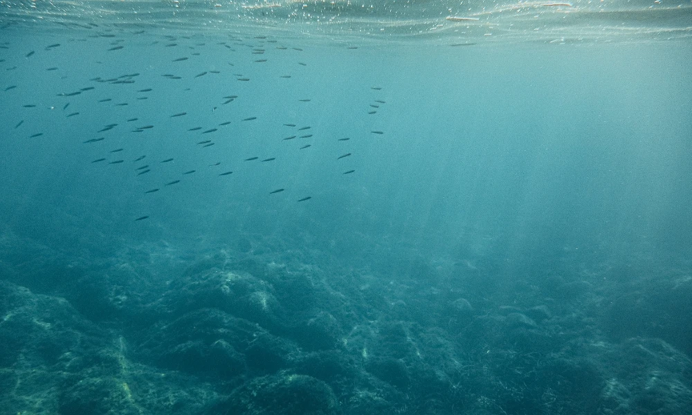 los océanos son los mayores productores de oxígeno en el planeta Tierra