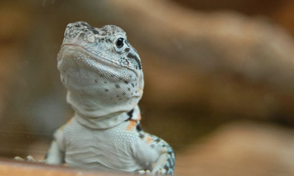 La cabeza del animal.