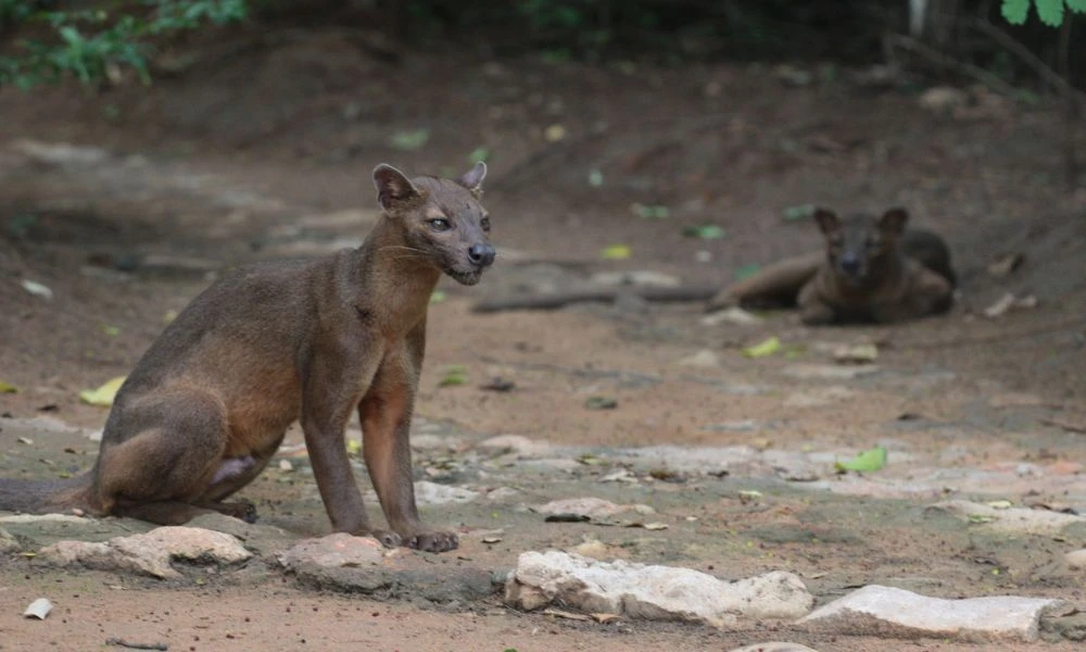 El animal en la naturaleza.