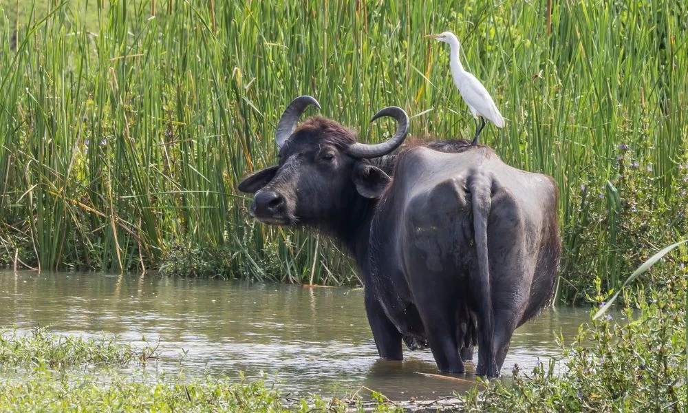 Aspecto del búfalo de agua.