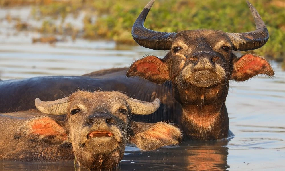 Detalles del animal.