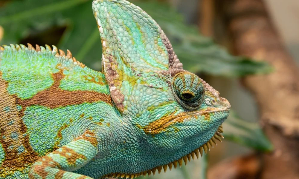 Aspecto del camaleón de Yemen.