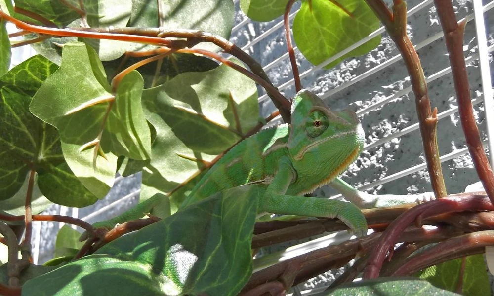 El animal en la naturaleza.