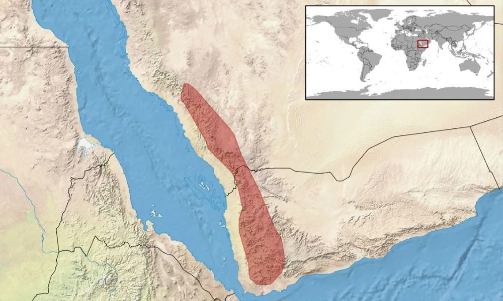 En rojo, la zona de Medio Oriente donde habita el camaleón de Yemen.