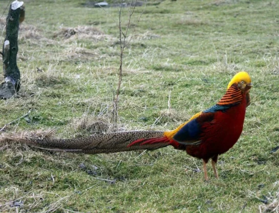 Faisán dorado, el animal que sorprende al mundo con su colorido plumaje