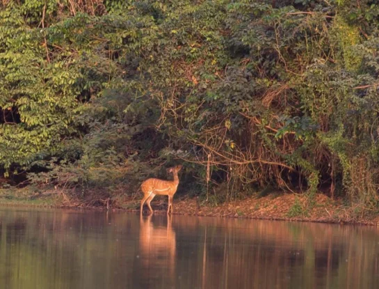 Parque nacional del Comoé: una joya natural que se esconde en África