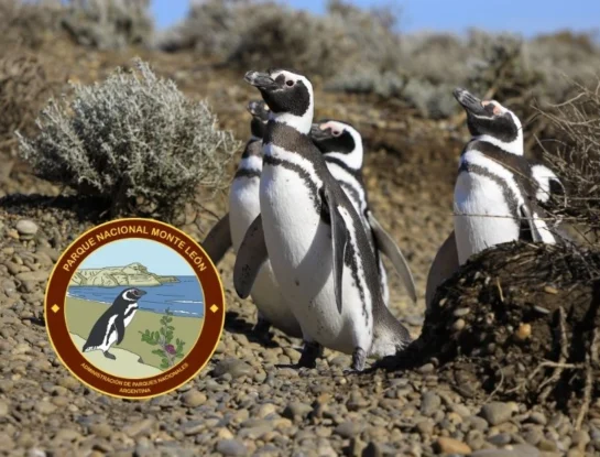 Parque nacional Monte León: una joya patagónica al borde del mar