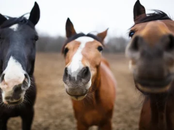 Cebrallo: cómo es el curioso animal que cruza dos especies