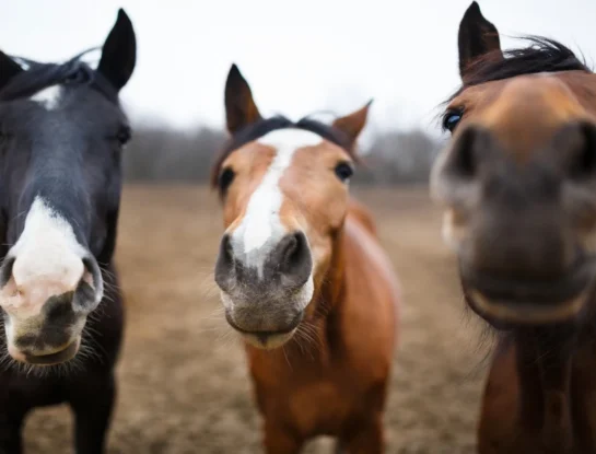 Cebrallo: cómo es el curioso animal que cruza dos especies