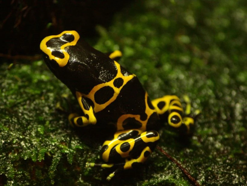 rana-venenosa-abejorro