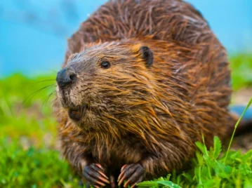 Qué son las especies exóticas invasoras y cuántas hay en Argentina