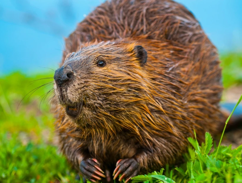 Qué son las especies exóticas invasoras y cuántas hay en Argentina