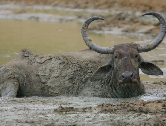Búfalo de agua: el animal de Asia que sorprende con sus cuernos gigantes
