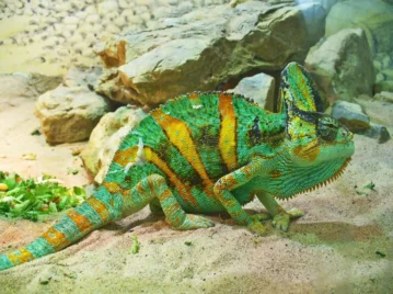 camaleon-de-yemen