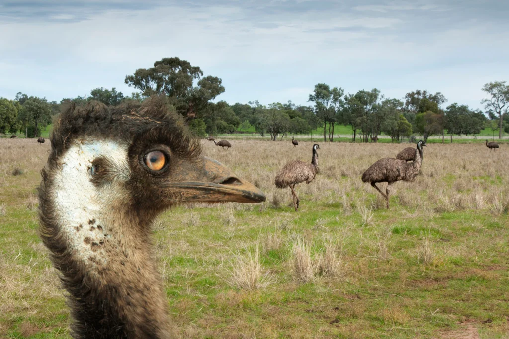 Guerra de los emúes: la historia increíble que Australia no pudo ganar