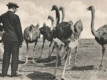 Guerra de los emúes: la historia increíble que Australia no pudo ganar