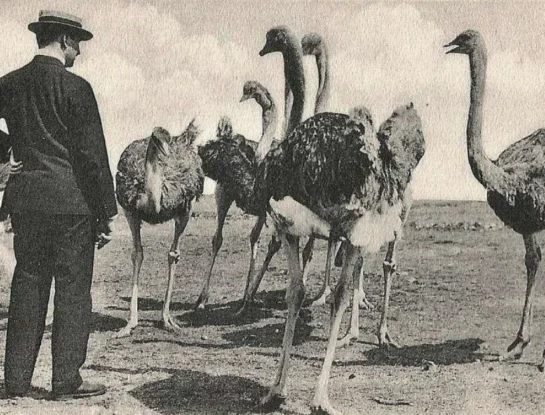 Guerra de los emúes: la historia increíble que Australia no pudo ganar