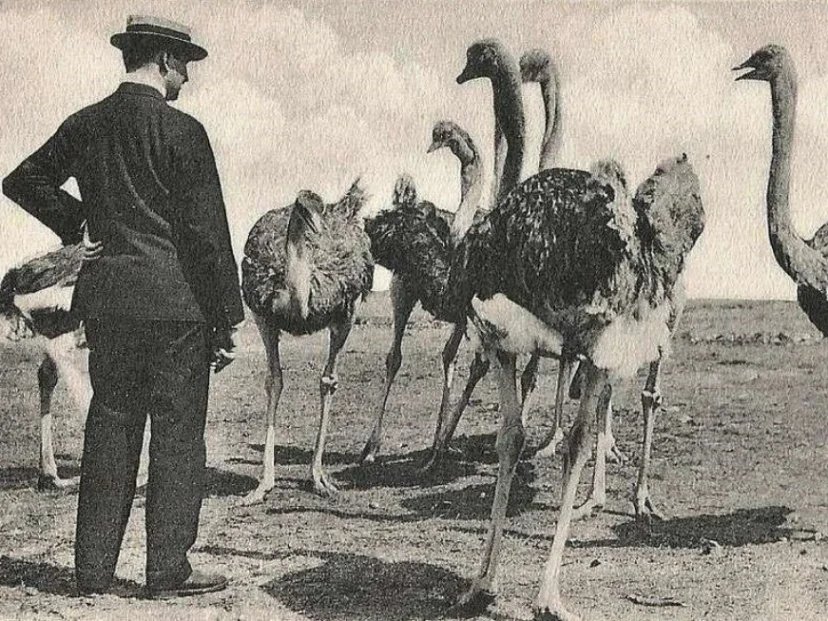 Guerra de los emúes: la historia increíble que Australia no pudo ganar