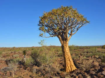 Quiver tree: el árbol que se usaba para fabricar carcajes