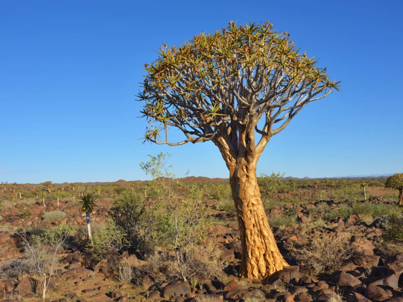 Quiver tree: el árbol que se usaba para fabricar carcajes