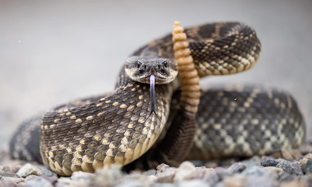 Serpientes: cuáles son las especies más peligrosas presentes en Argentina